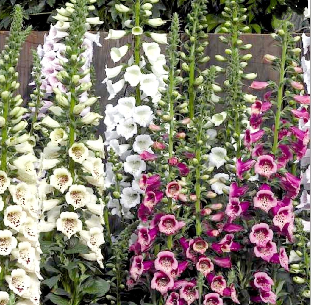 6000 Foxglove Seeds Mixed Color Rare Digitalis Dalmatian Dwarf Beauty Faerie Que