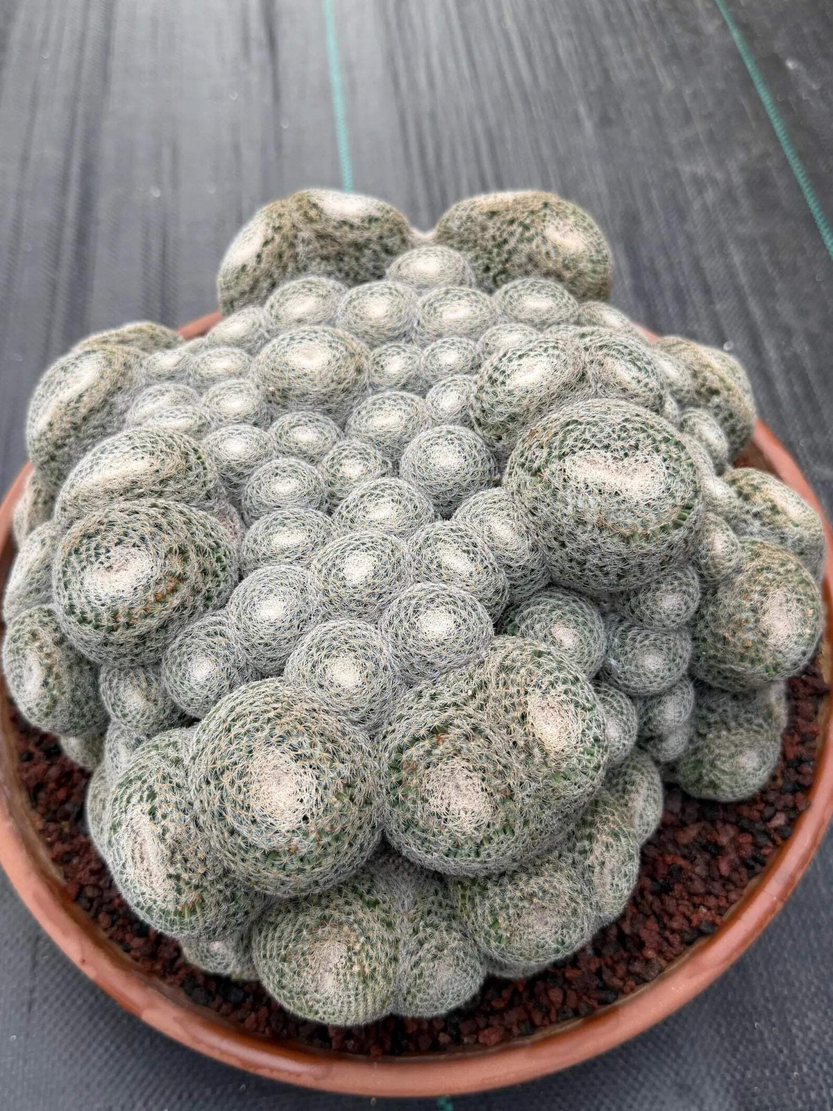 Mammillaria Perbella Monster Cluster | Rare Specimen Live Cactus Plant