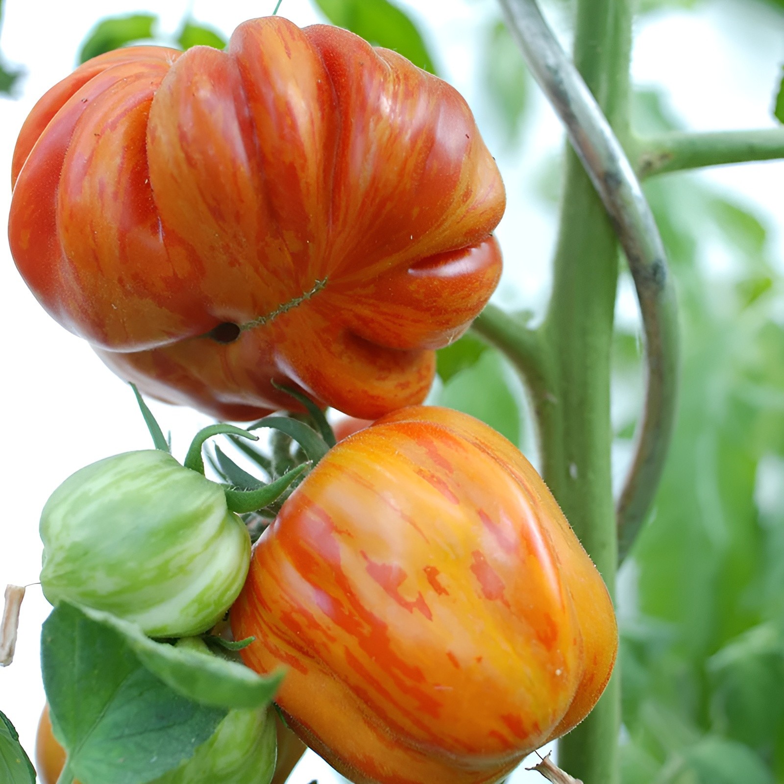 100 Heirloom Old German Tomato Seeds -Giant 2LB Red&Yellow Striped Indeterminate