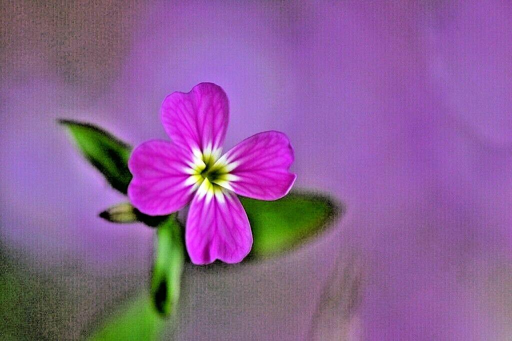 1000+VIRGINIA STOCK Flower Seeds Flowering Groundcover Borders Container Easy