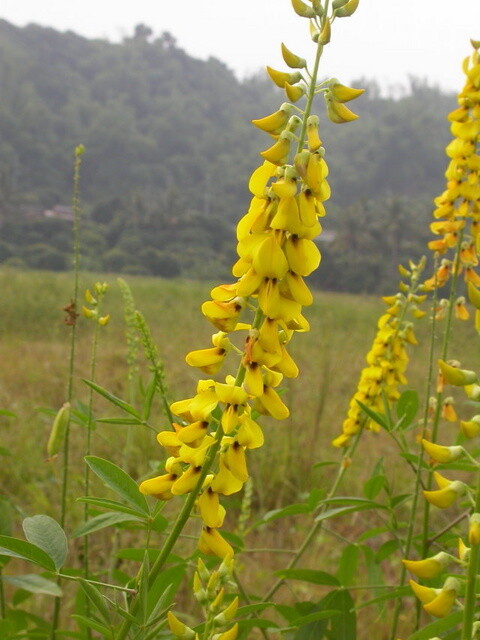 Crotalaria Pallida 500 Seeds, Smooth Rattlebox, Rattlepod Perennial Edible Herb