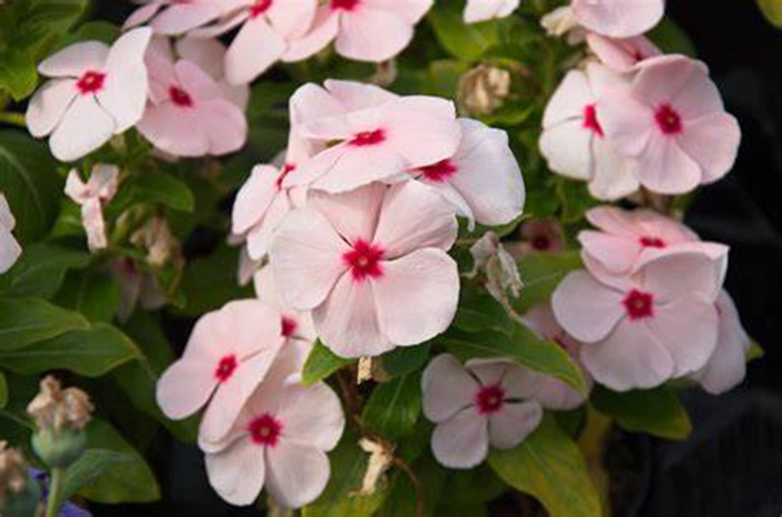 Bright Eye Periwinkle {Vinca rosea} 50 seeds Free Shipping!