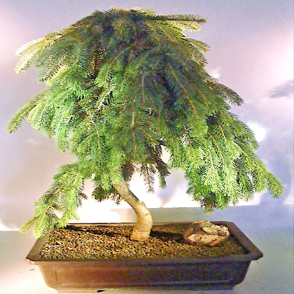 Himalayan Spruce Tree Seeds (Picea smithiana) Weeping Morinda Evergreen/Bonsai
