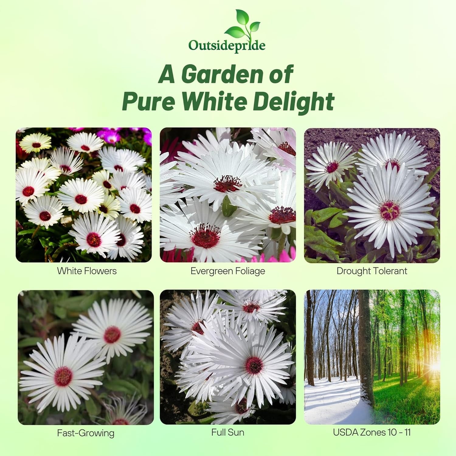 10000 Seeds Ice Plant Drought Tolerant White Livingstone Daisy Ground Cover