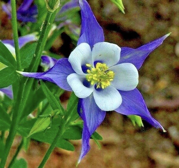 ROCKY MOUNTAIN COLUMBINE FLOWER SEEDS NON GMO FRESH HARVEST FREE SHIPPING