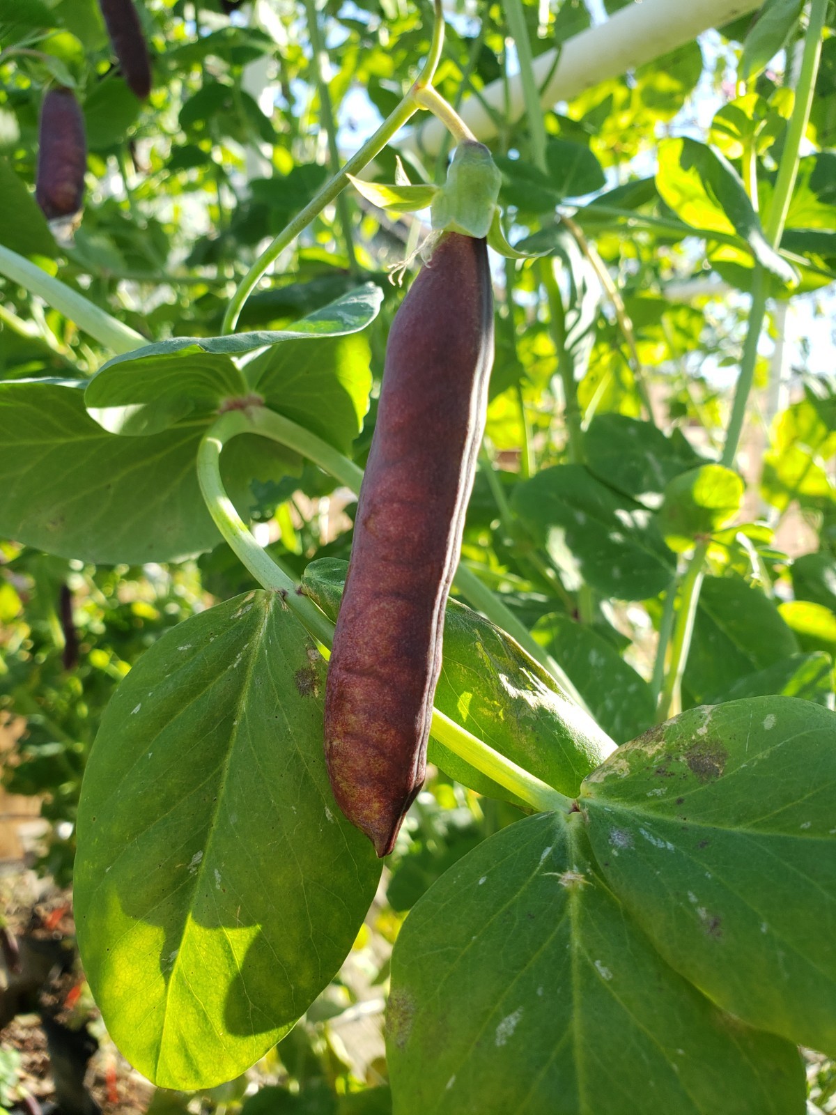 King Tut purple shelling pea seeds Non-GMO, 40 Seeds