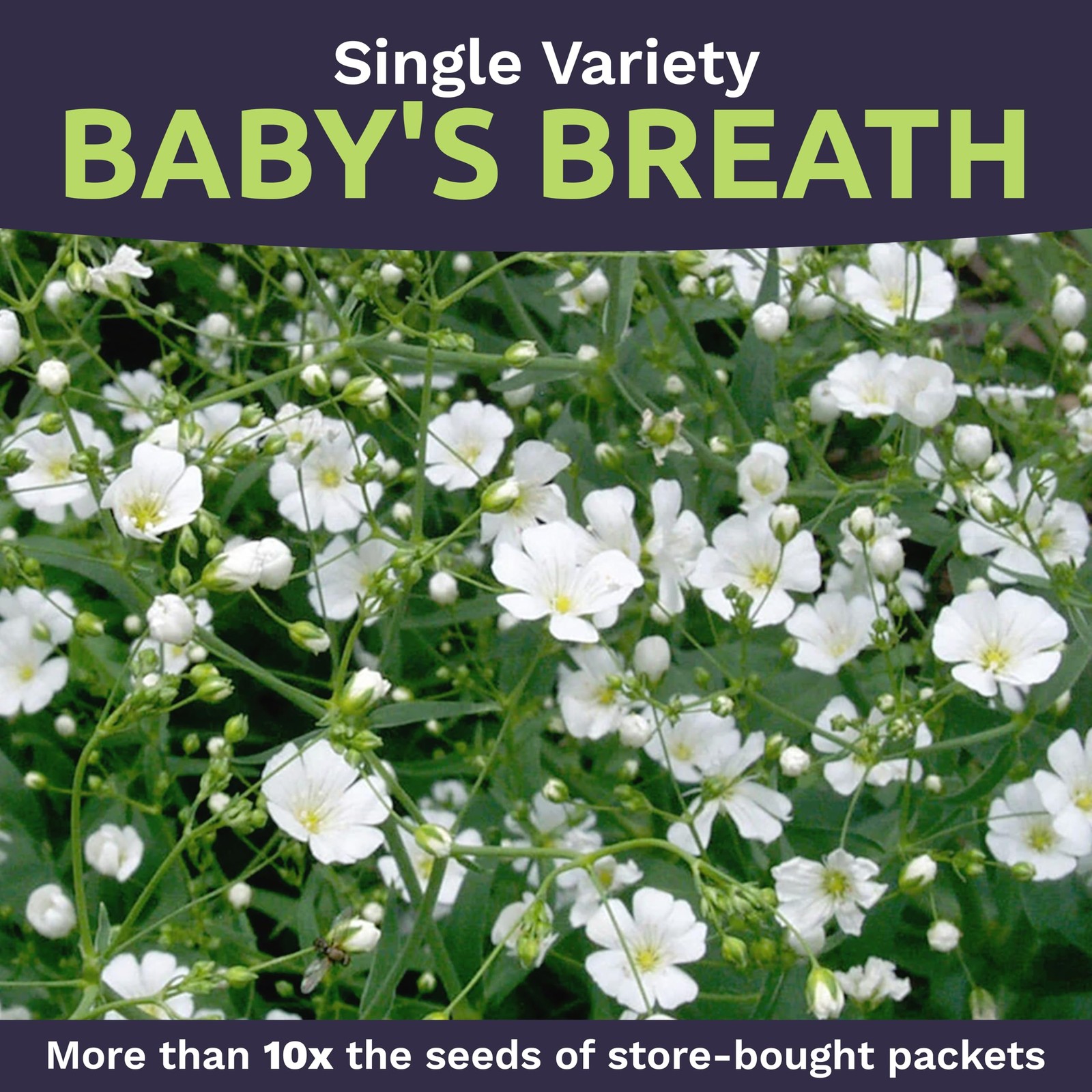 Showy Baby’s Breath Seeds – Bulk Quarter Pound Bag – 1/4 Bag, White
