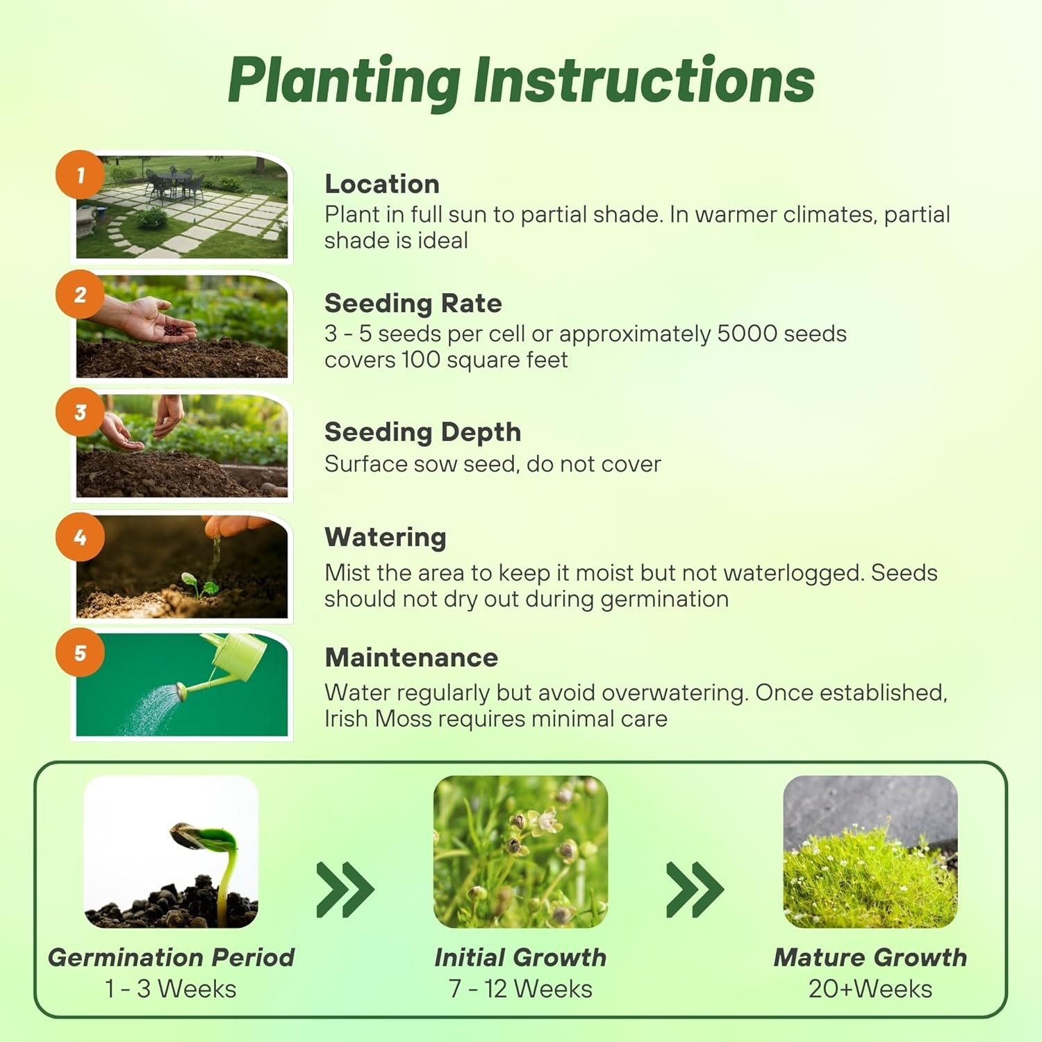 Moisture-Retaining Irish Moss Ground Cover Seeds – 5000 Count, GMO-Free