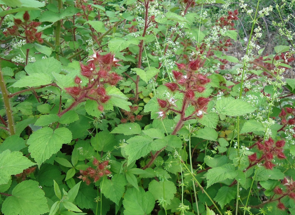 Jumbo Red Raspberry Bush Seeds – 12 Seeds- SWEET! COMBINED S/H See Our Store