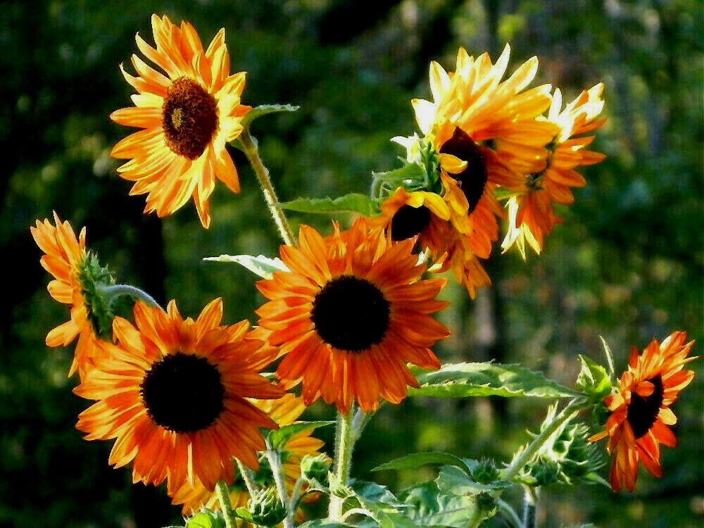 105+ Velvet Queen SunFlower Seeds Non-GMO Easily Grows Every-Where~FREE SHIPPING