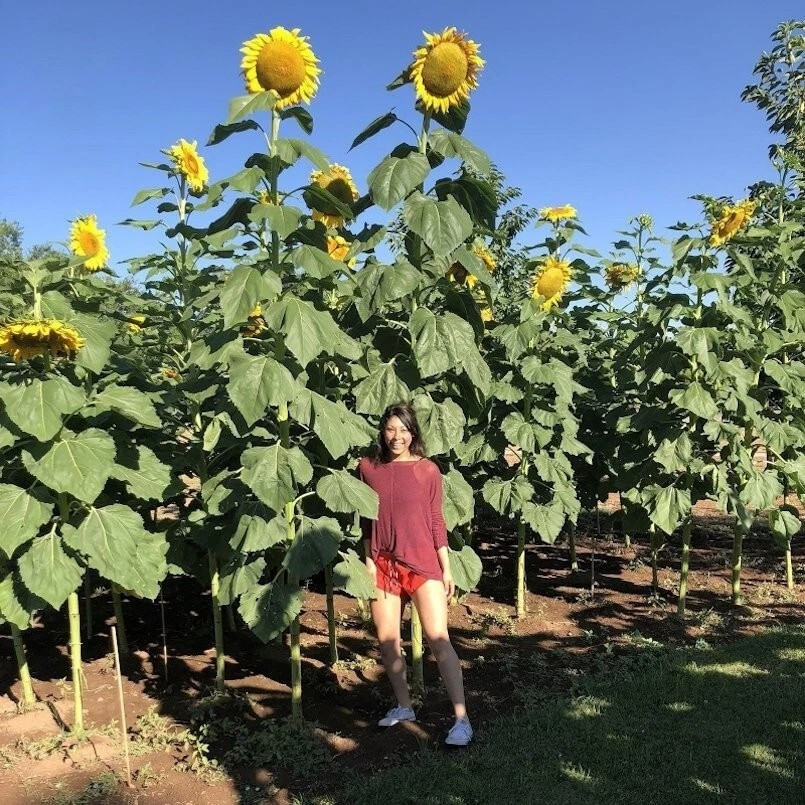 50+ SUNFLOWER SEEDS — STRIPED — SUPER TALL — GIANT —– HEIRLOOM