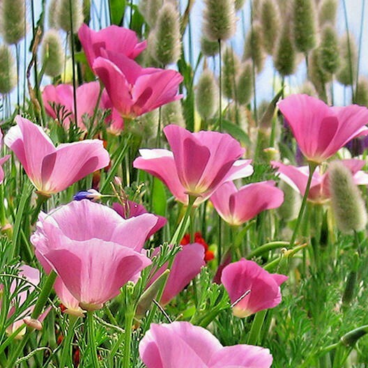 501+Purple Gleam CALIFORNIA POPPY Flower Seeds Native Wildflower Garden Easy