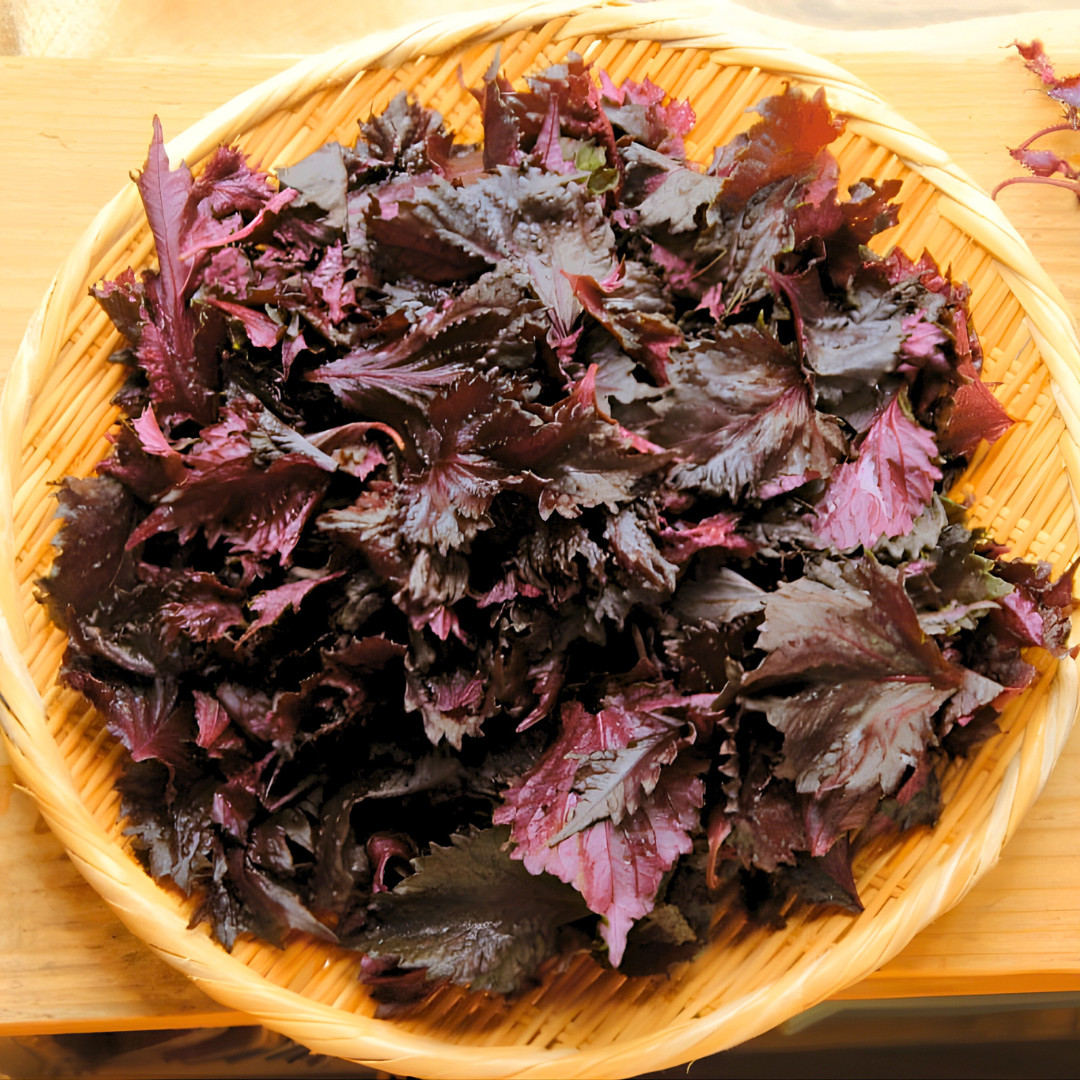 Fresh Purple Shiso Seeds | Zi Su | Kkaennip | Culinary | Herb | Asian Vegetable
