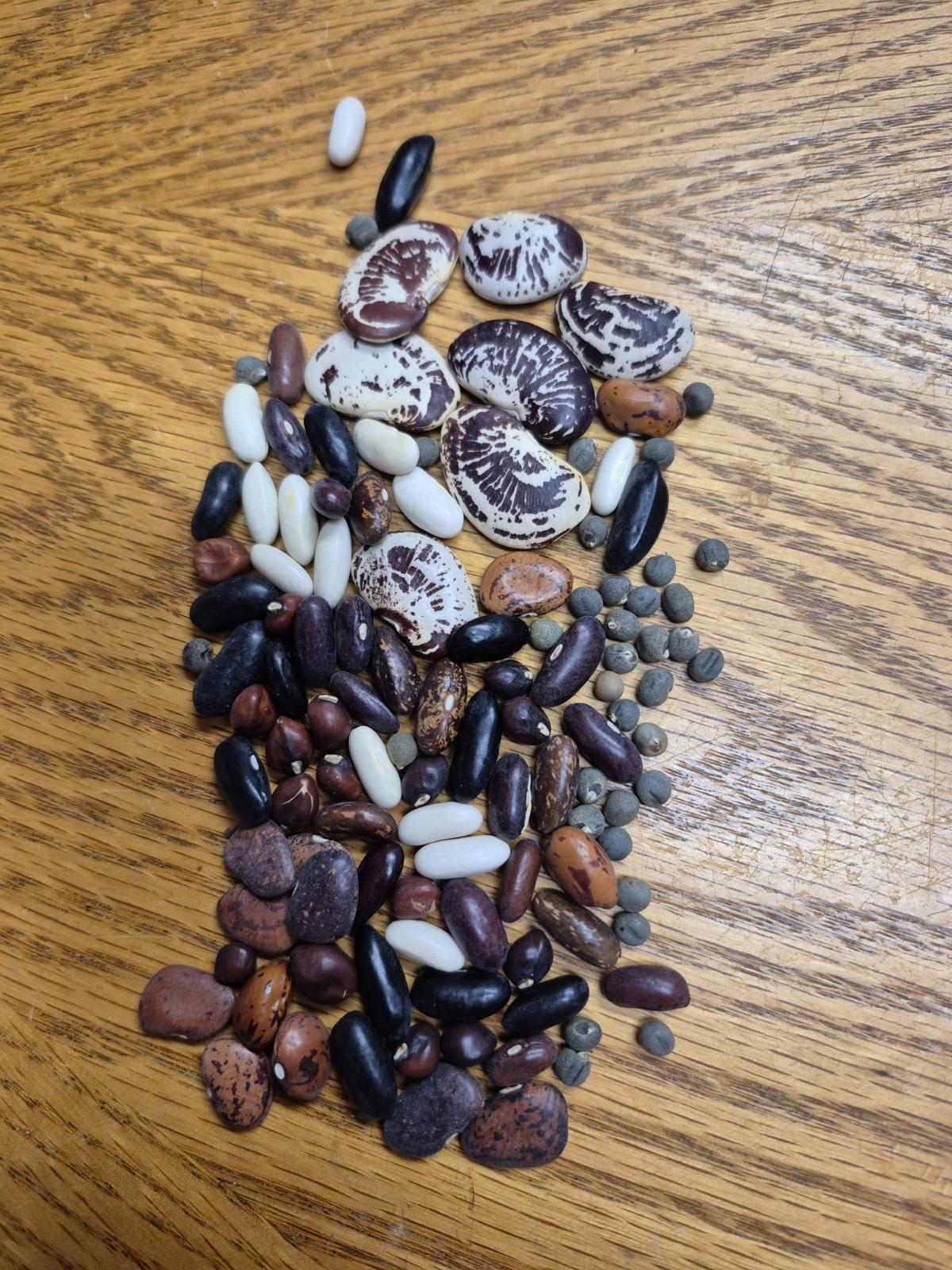 70g Mixed Bean Seeds
