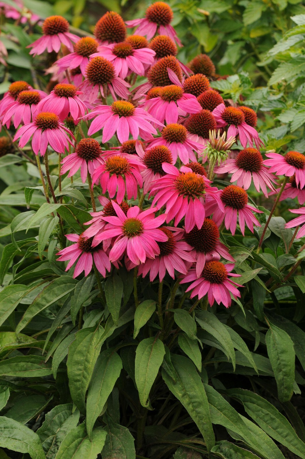 Pow Wow Wild Berry Coneflower 30+ Seeds Echinacea Fresh From Our Farm!