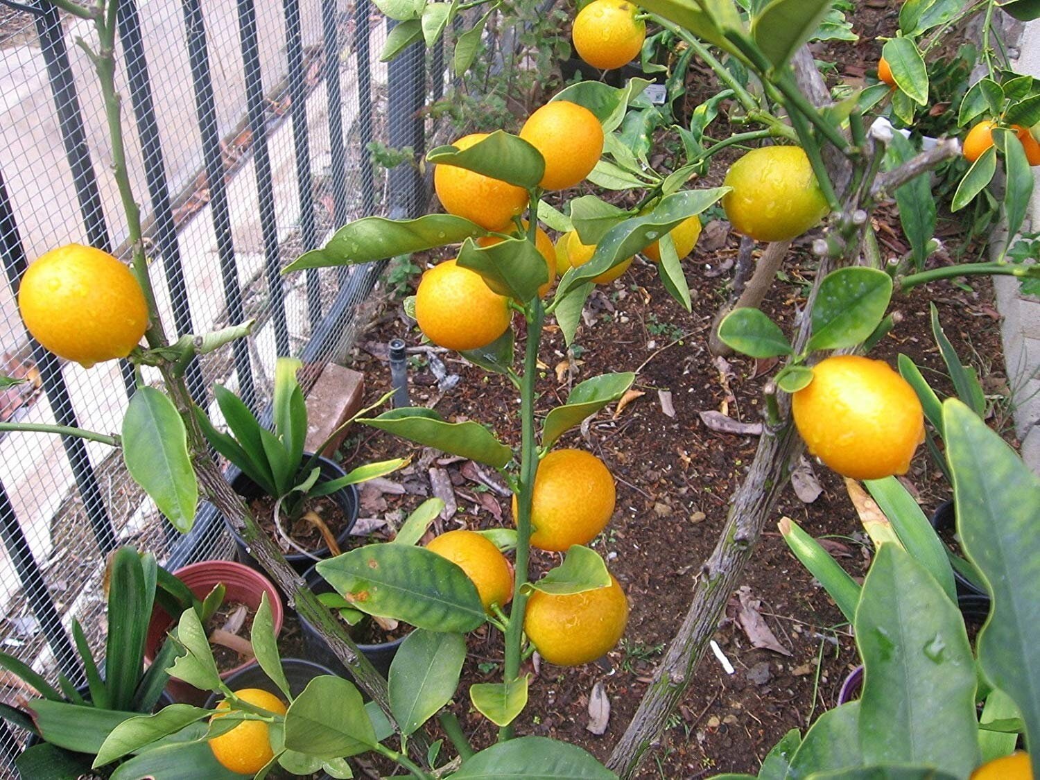 6 Sweet Kumquat Meiwa (Fortunella crassifolia) Fresh Seeds, Citrus Fruit USA