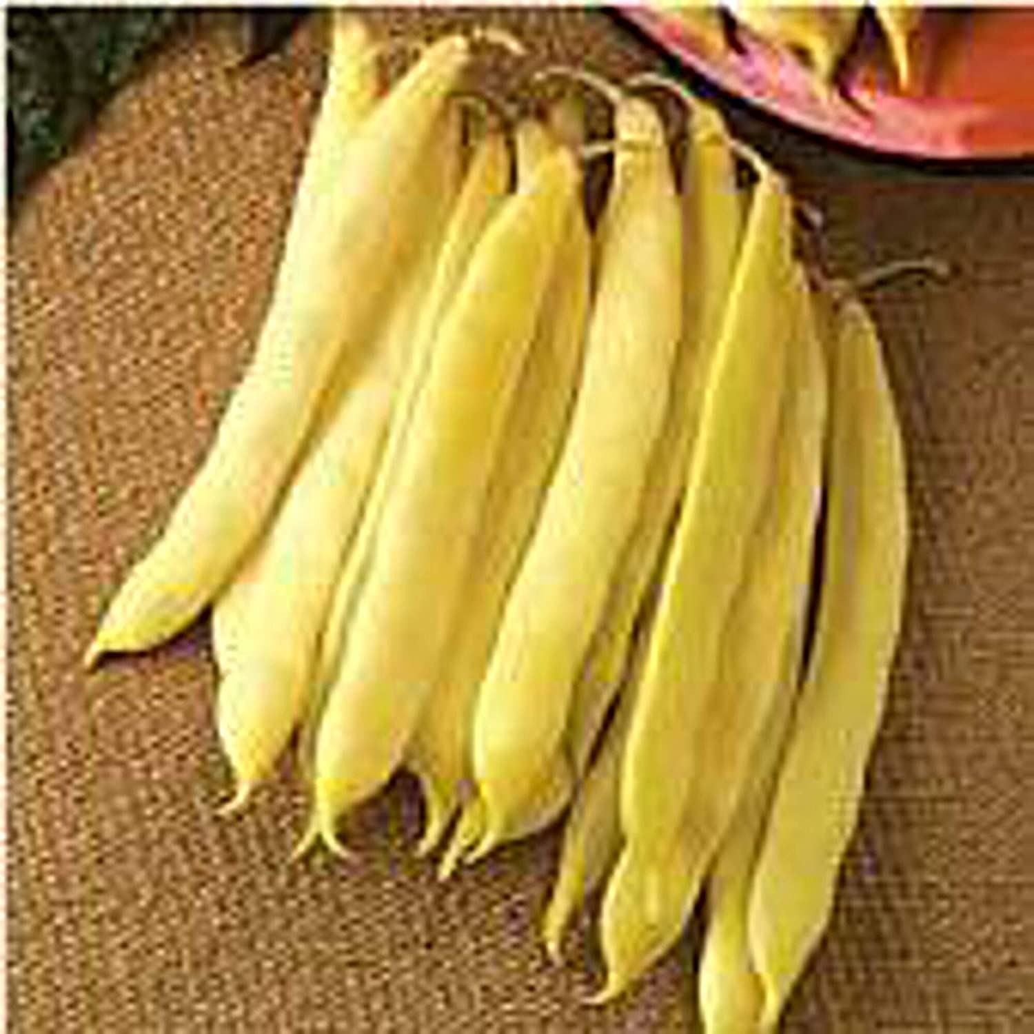Romano Gold Bush Beans Seeds (25+ Seeds)