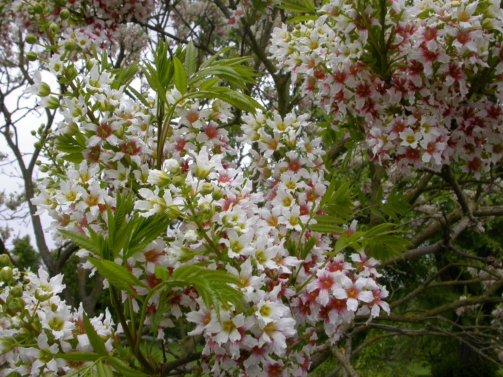 Yellowhorn Xanthoceras sorbifolium, Tree Seeds (Showy Flower, Fall Color, Hardy)