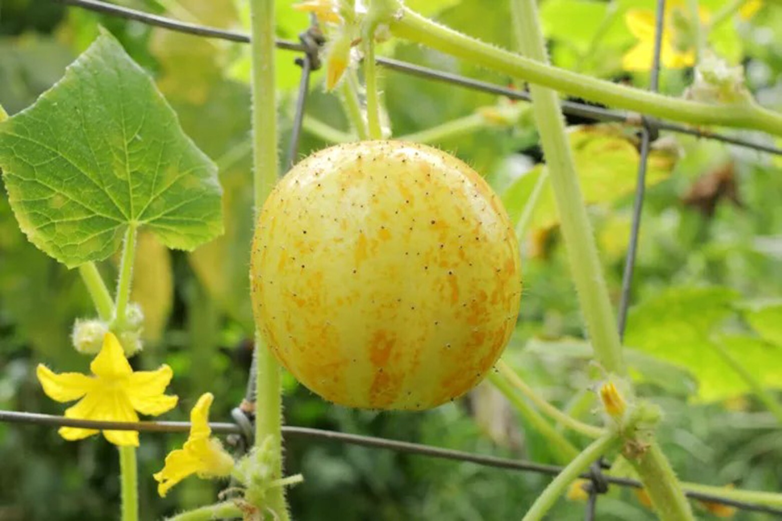 Lemon Cucumber Seeds | Golden Yellow Cucumbers SUBONI’S 20 Seed 2024 seson