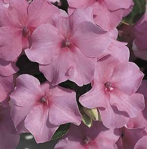 Impatiens Accent Deep Pink 500 seeds