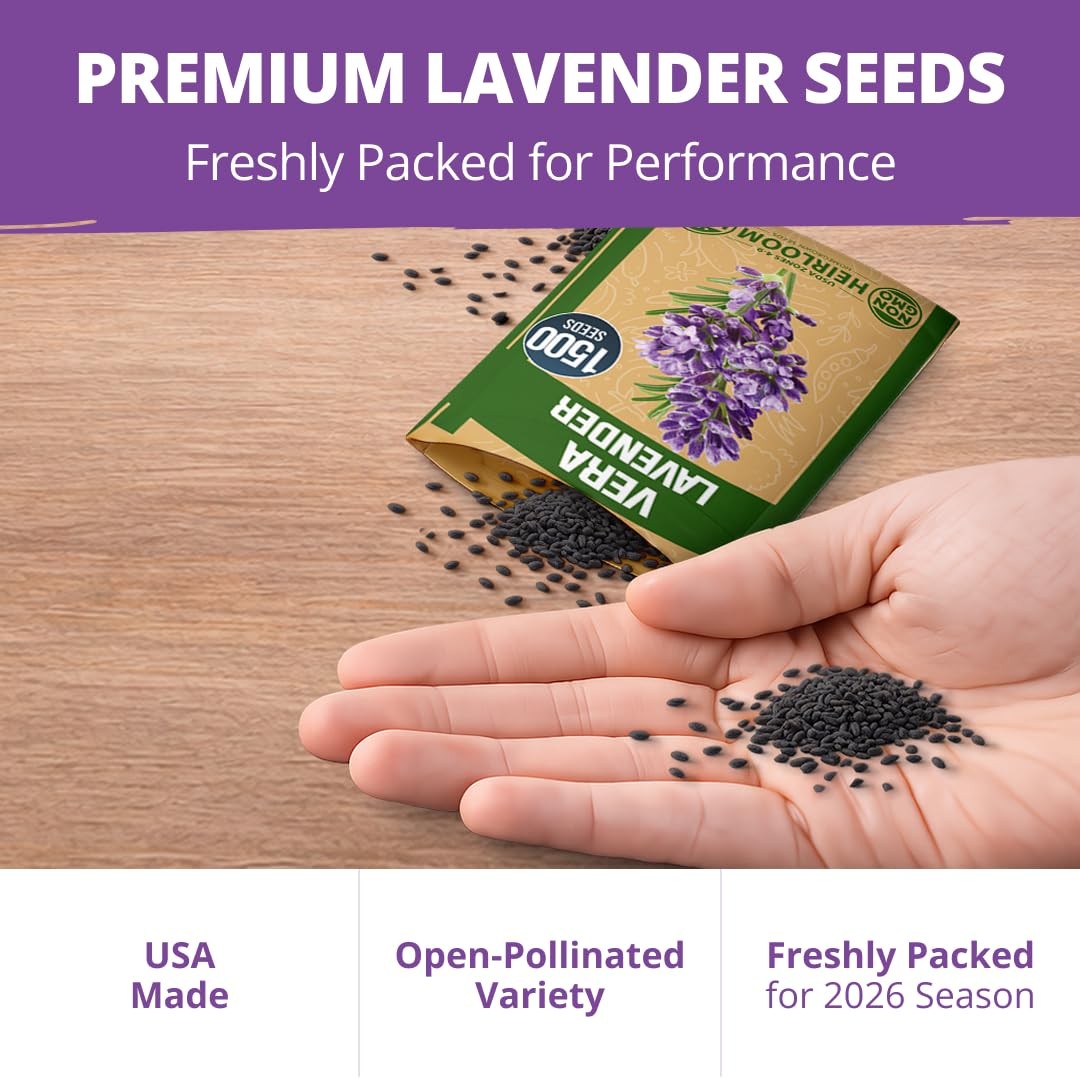 HOME GROWN Non GMO Vera English Lavender Seeds 1,500 True Original Heirloom