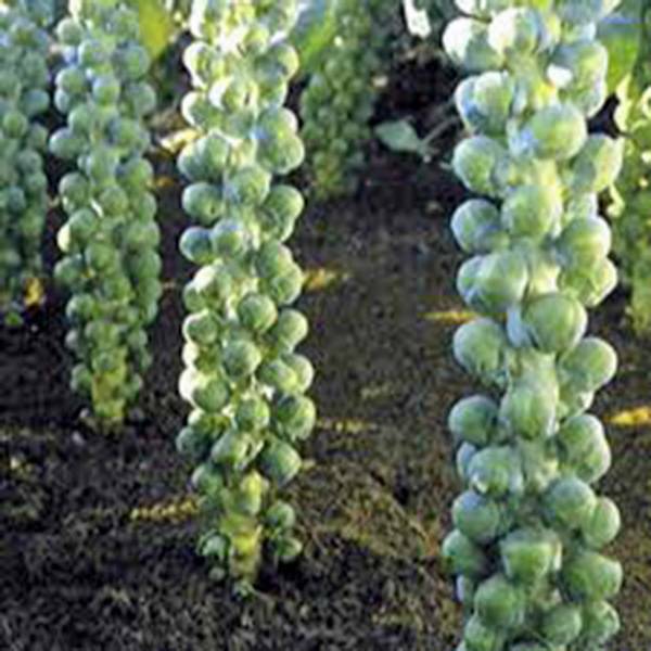 BRUSSEL SPROUT SEED, LONG ISLAND, HEIRLOOM, NON GMO, 500 SEEDS, SPROUTS