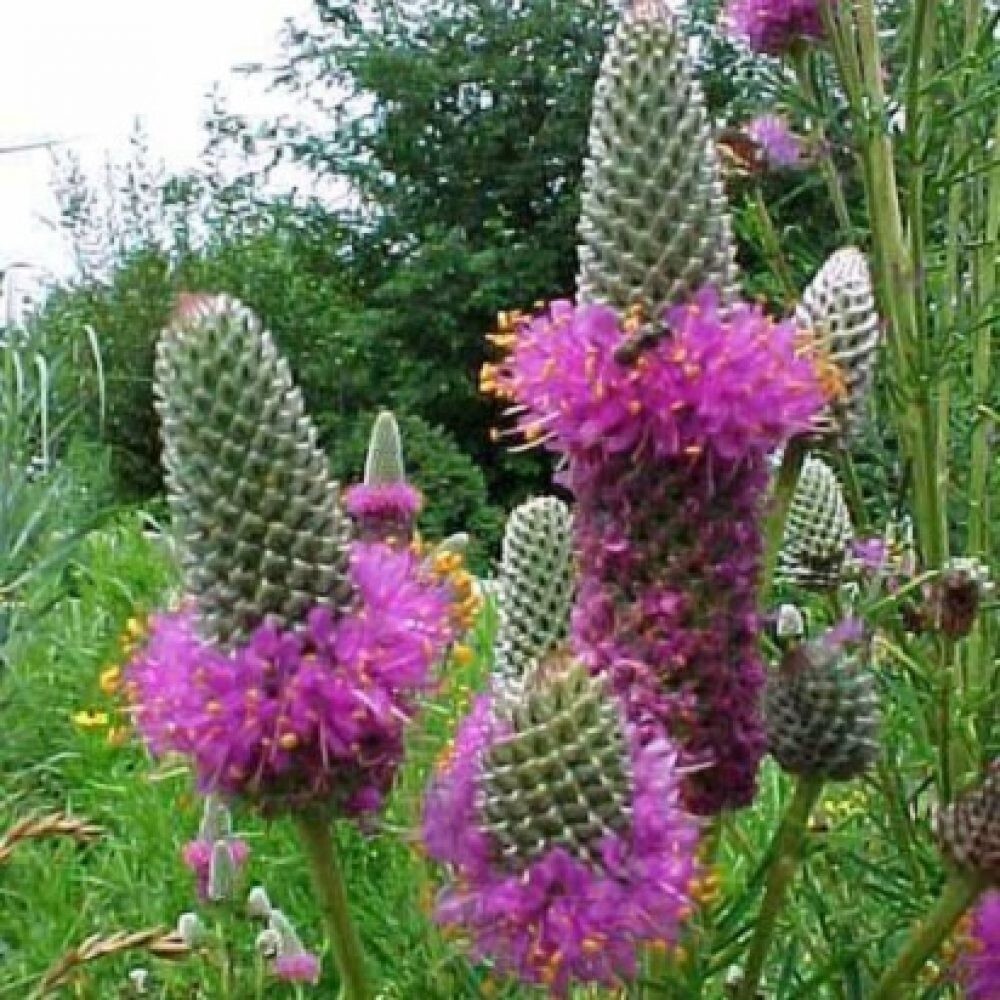 PURPLE PRAIRIE CLOVER 100 FRESH SEEDS FREE SHIPPING HOME GARDEN POTS