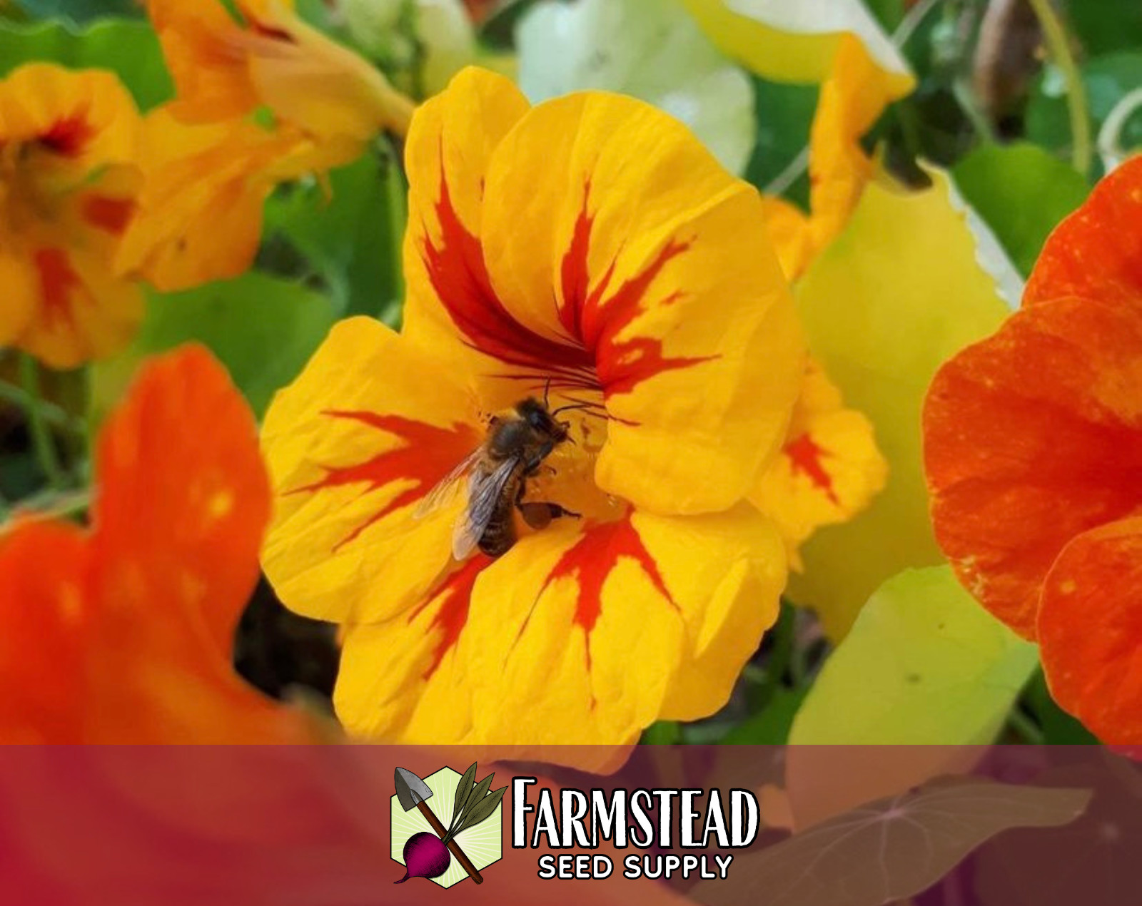 45+ Nasturtium Seeds, [Jewel Mix, Multi-Colored] Flower Garden for Pollinators