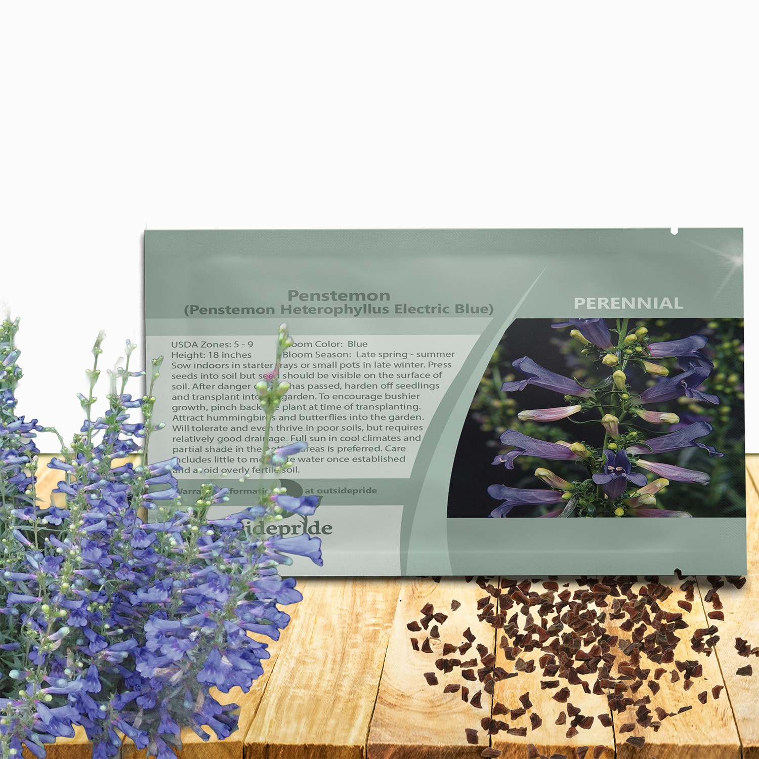 50 Seeds Penstemon Heterophyllus Electric Blue Drought Tolerant Garden Plant