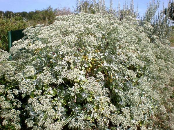 Eriogonum giganteum | St. Catherine’s Lace | Giant Buckwheat | 100 Seeds