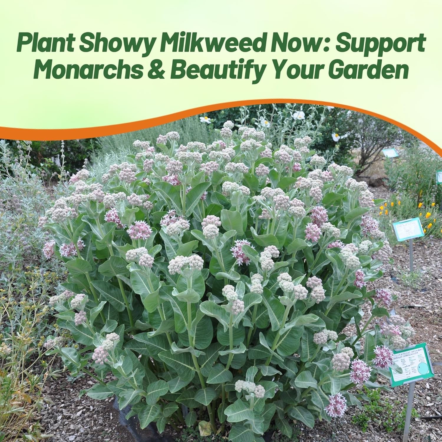 50 Seeds Drought Tolerant Showy Milkweed Asclepias Speciosa Garden Flower Seeds