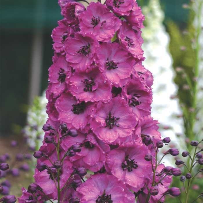PACIFIC GIANT ASOLAT RASPBERRY DELPHINIUM FLOWER SEEDS / DISEASE RESIST PERENNI