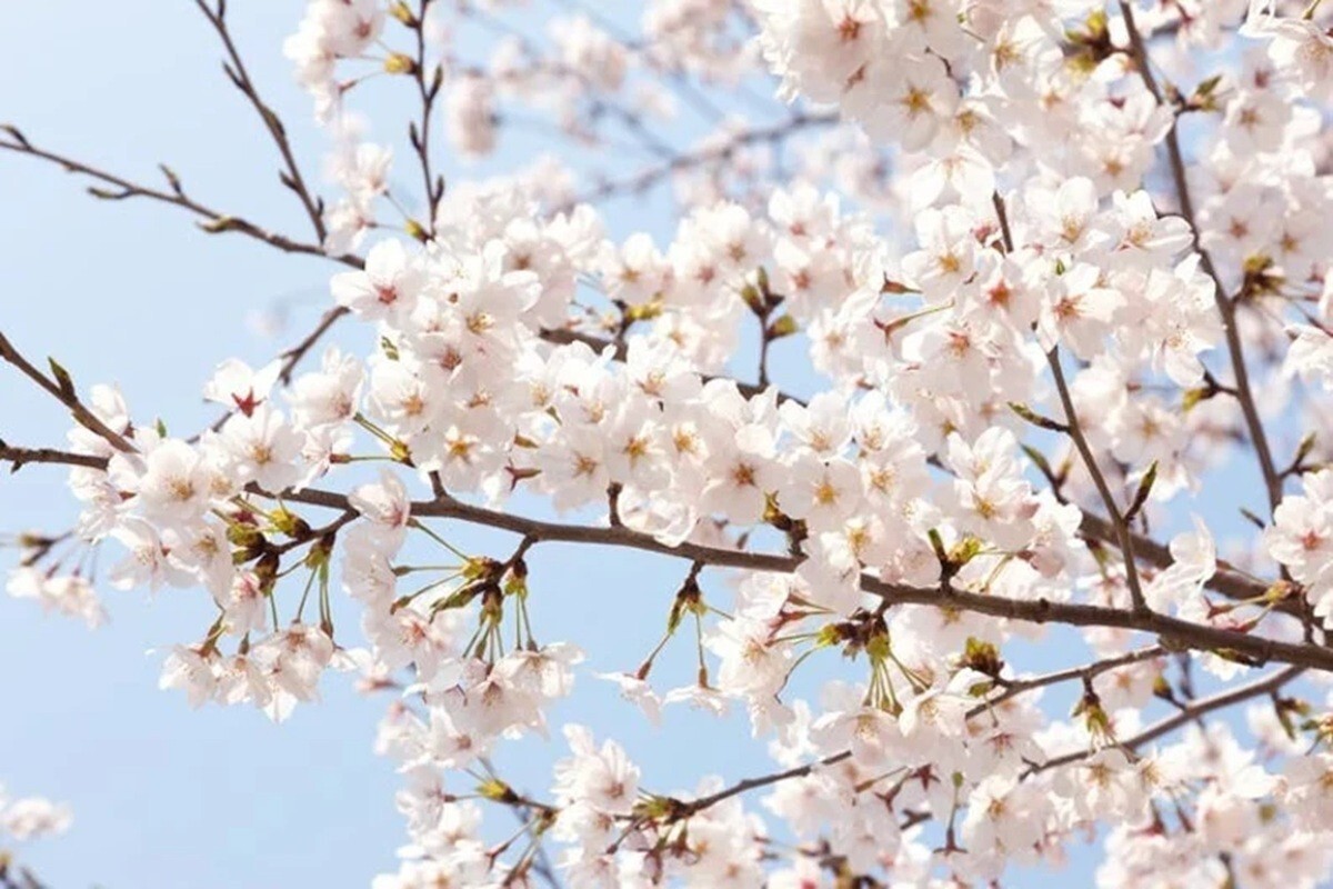 5 Yoshino Cherry Tree Seeds Flowering Japanese Ornamental Prunus Flowers
