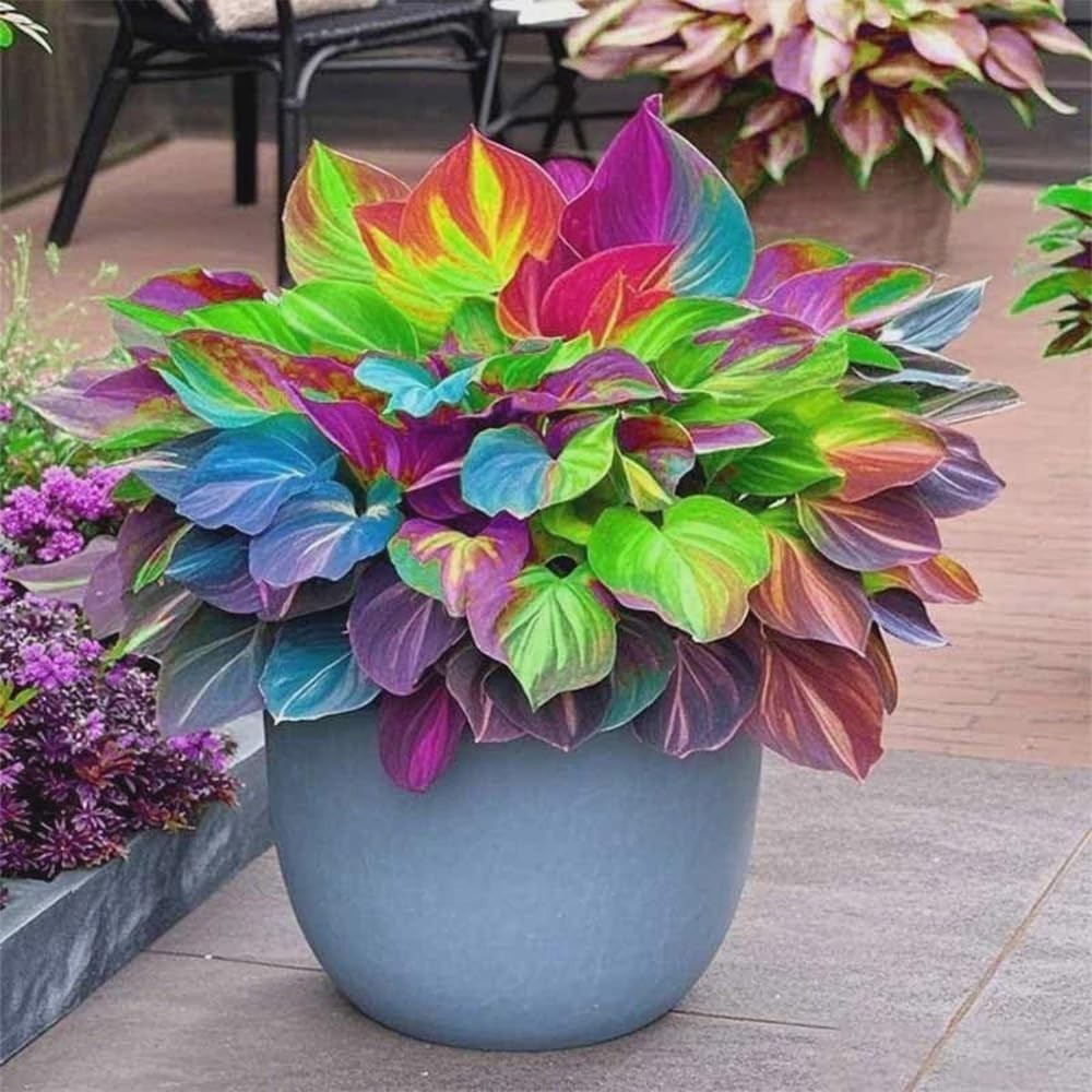 220+ Mixed Color Hosta Seeds for Planting – Hostas Seeds Rare Perennial, Flower