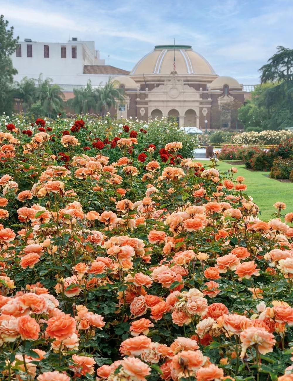 250+ Mix Climbing Roses Flowers Seeds -Rose Bushes Vine Climber Rose Seeds for P