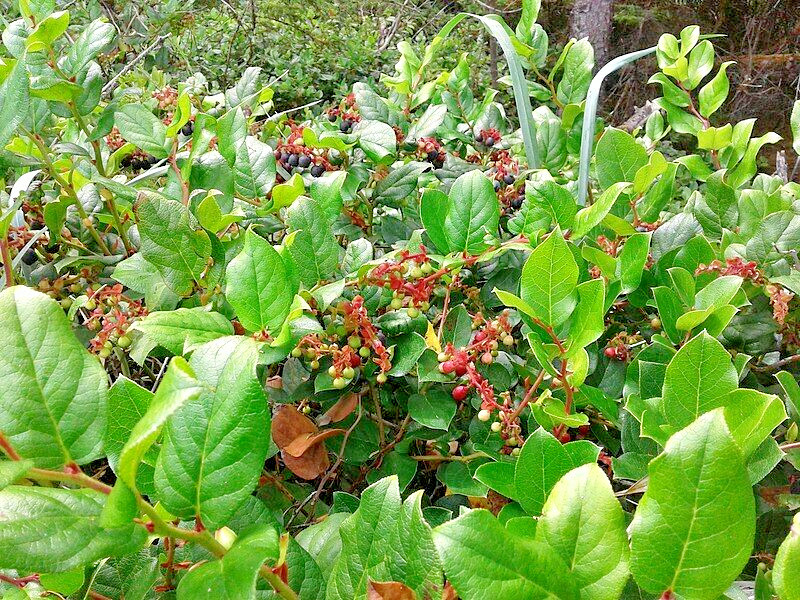SALAL 1001 SEEDS GAULTHERIA SHALON, HARDY EVERGREEN SHRUB, EDIBLE BERRIES