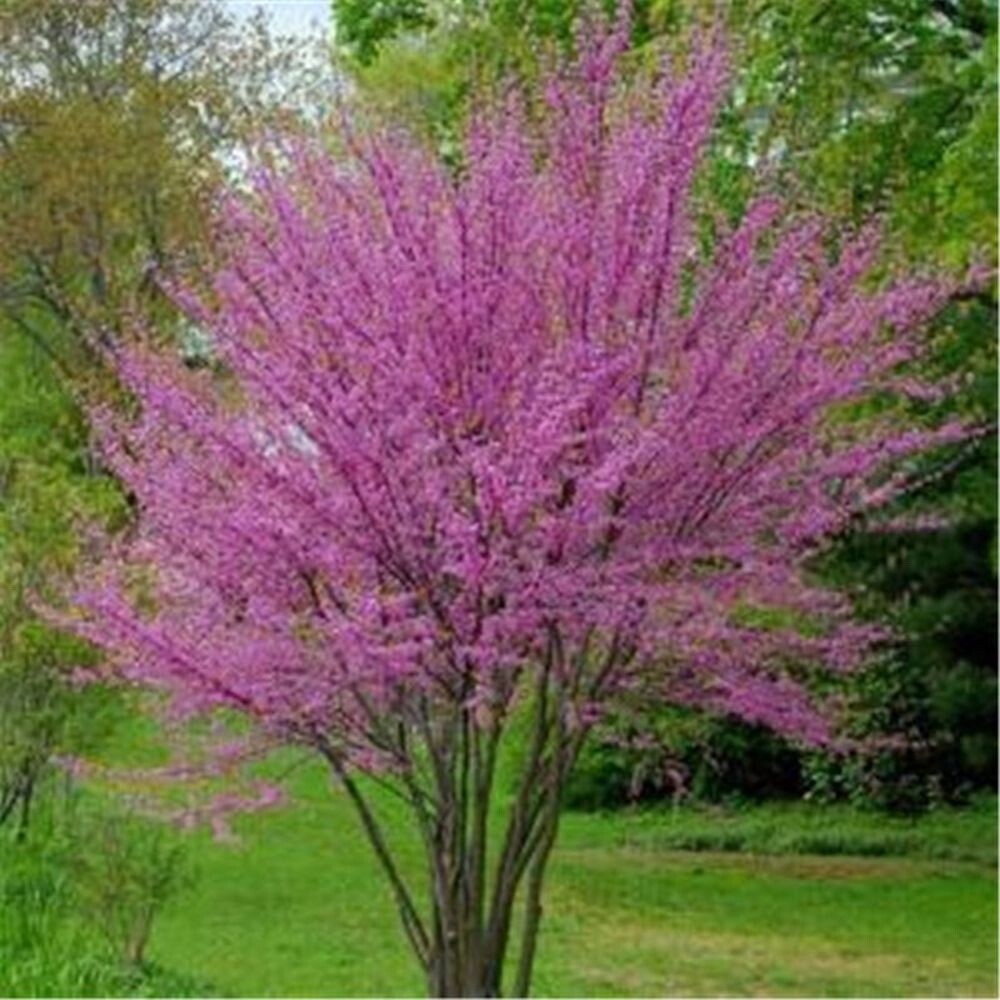 20 SEEDS for Violet Pink WEEPING SAKURA CHERRY rare exotic sun tree USA Seller