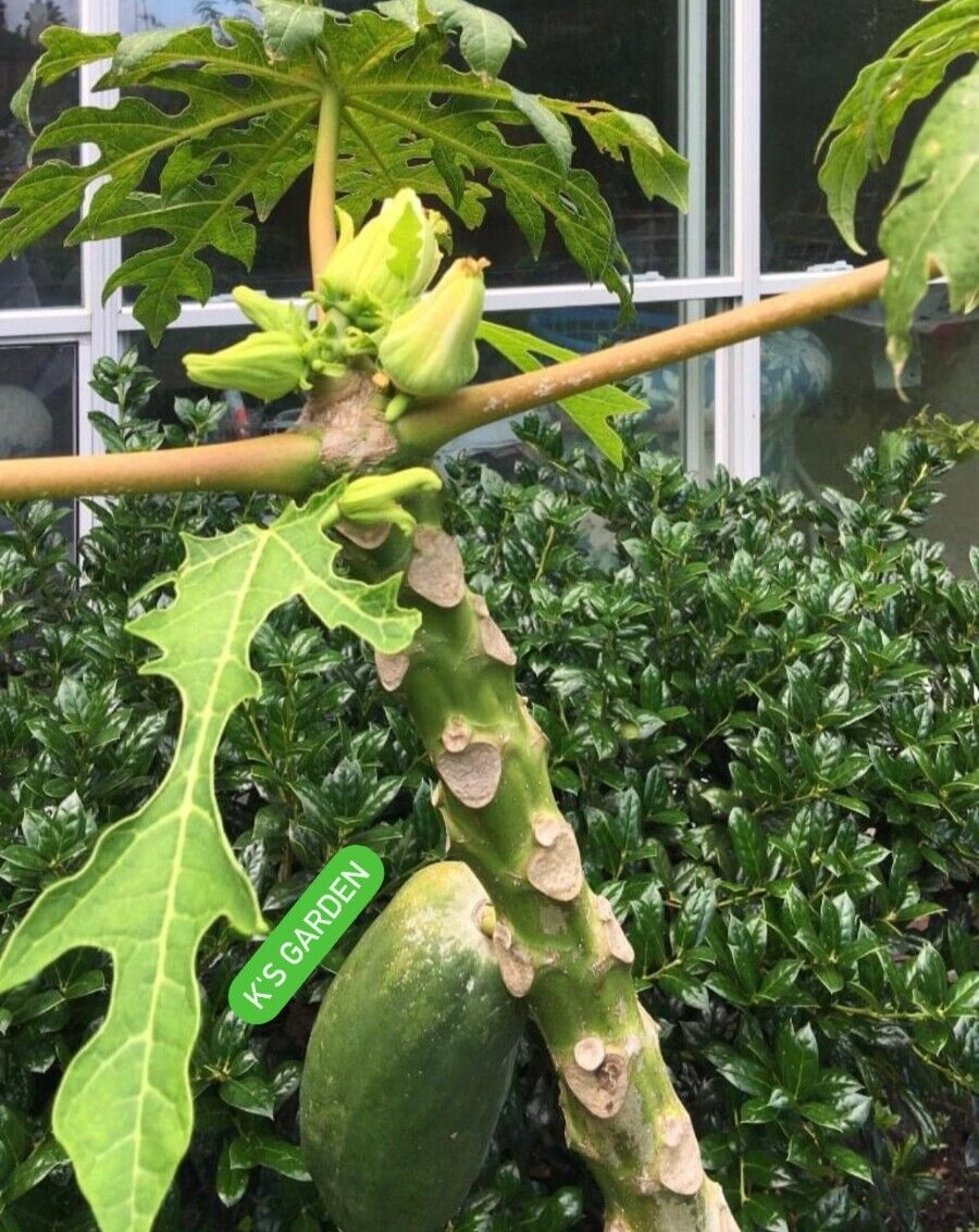 THAI RED PAPAYA TROPICAL FRUIT SEEDS , ĐU ĐỦ THÁI PHUKET (5 pcs)