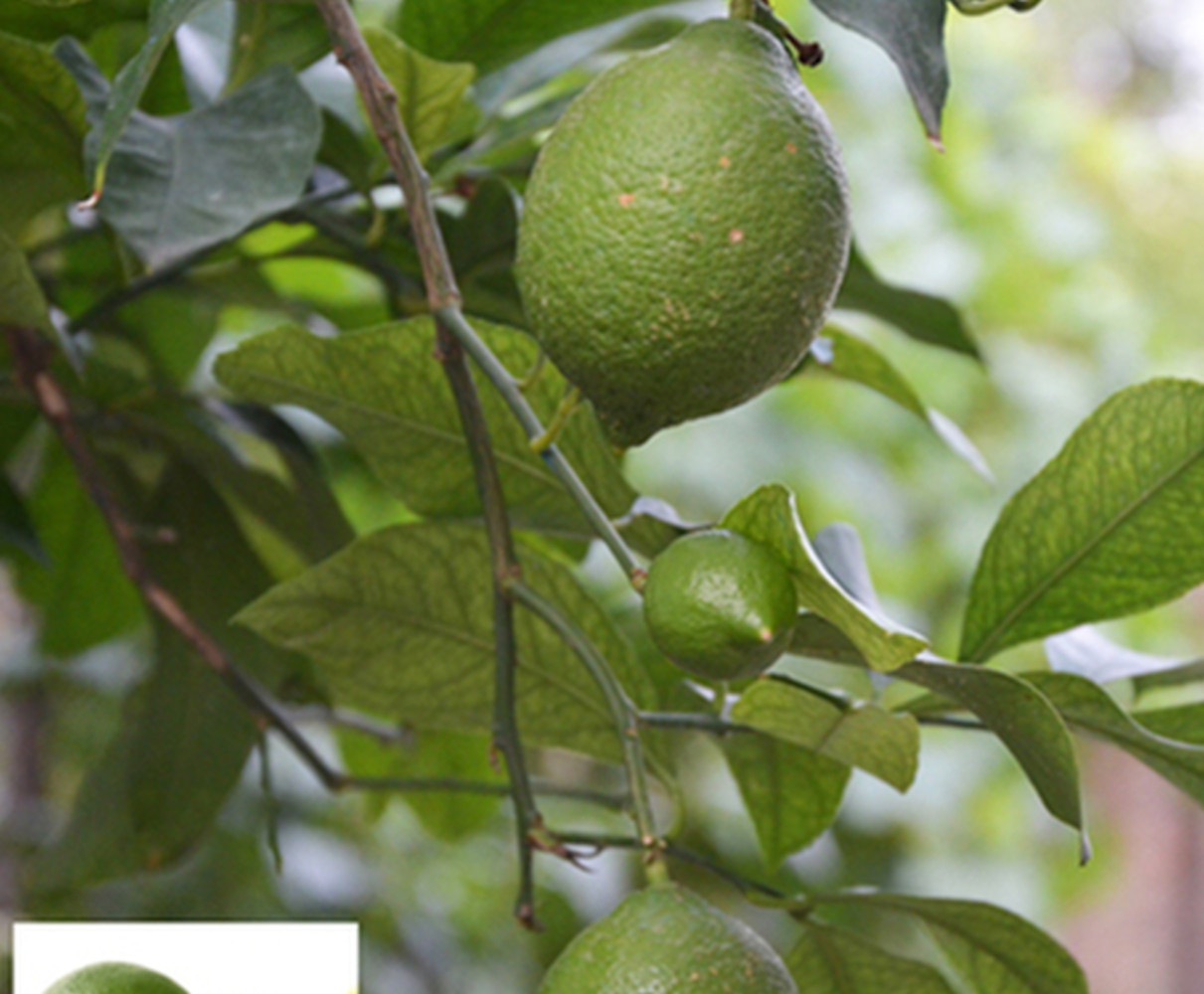 20 SEEDS LEMON LIME for germination garden bed plant tree citrus green yellow