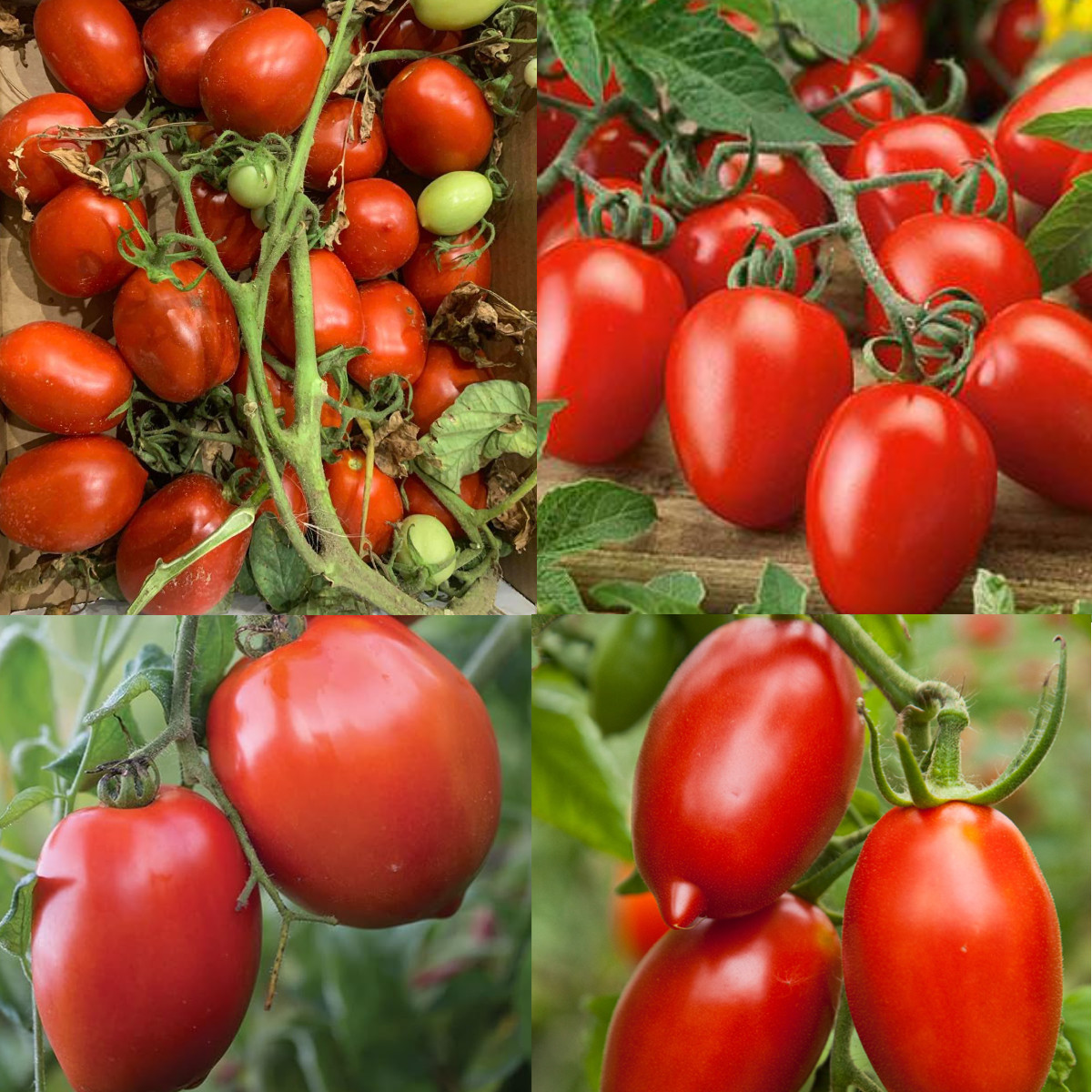 Tomato Mix CANNING Tomatoes Sauce Paste Heirloom Indeterminate Non-GMO 100 Seeds