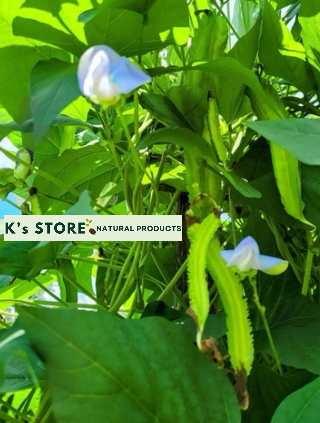 15+PCS WINGED BEAN SEEDS, DRAGON BEAN, ĐẬU RỒNG NGẮN NGÀY -HARVEST AFTER 70 DAYS