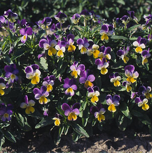 Viola tricolor Johnny JumpUp 2,000 seeds
