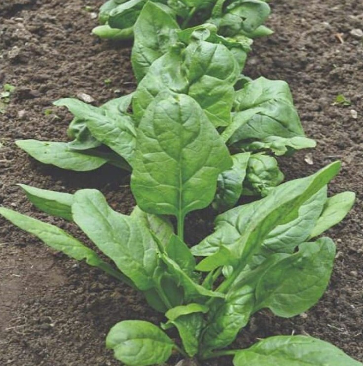 Spinach Seeds – Giant Noble – 250+ seeds – FREE SHIPPING