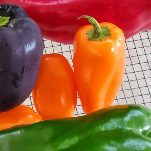 LUNCHBOX Sweet Bell Pepper 25+ Seeds – Great For Snacking! – From Tennessee