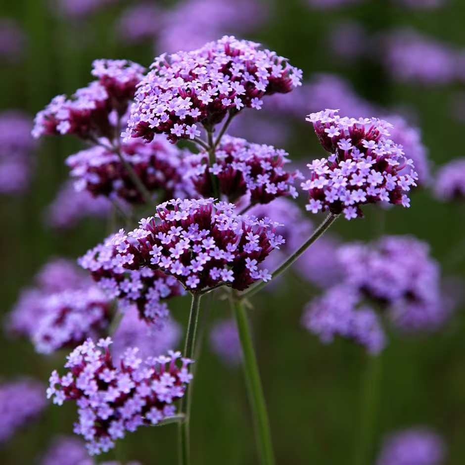 200 + Purpletop Vervain Seeds / Verbena Bonariensis Perennial ORGANIC FREE S/H