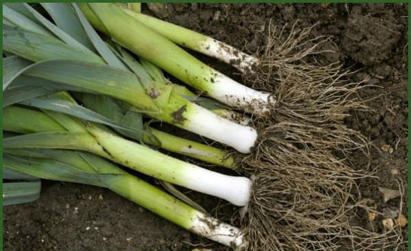 200+Leek Seeds American Flag Leek Seeds(Allium porrum)Fresh Garden Vegetable USA