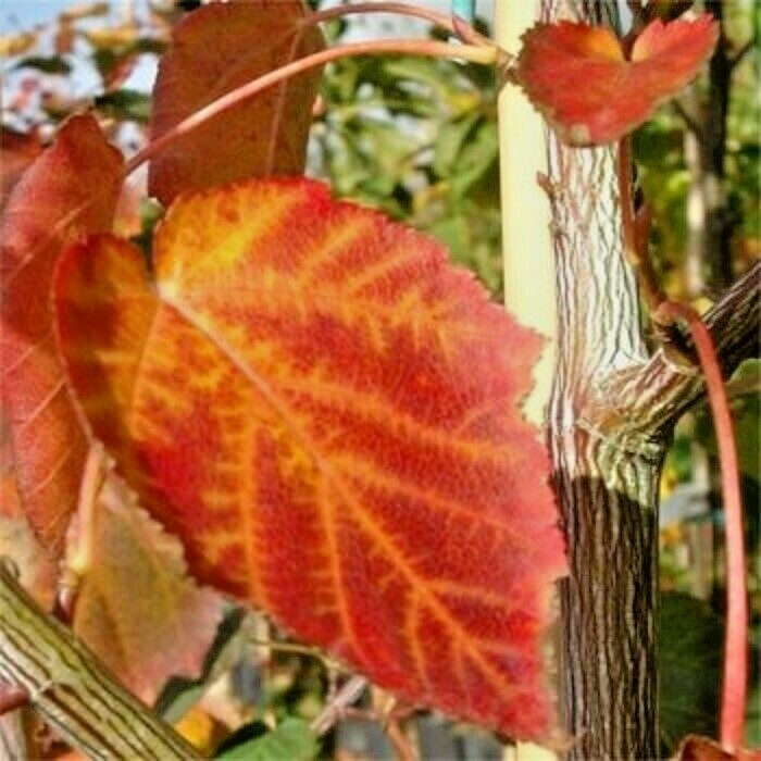 15 GROSSER’S MAPLE SEEDS – Acer davidii subsp. grosseri