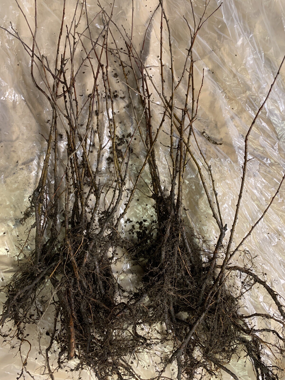 Crabapple Roseglow Sargent (Malus sargentii) 1-2 year old Bare Root