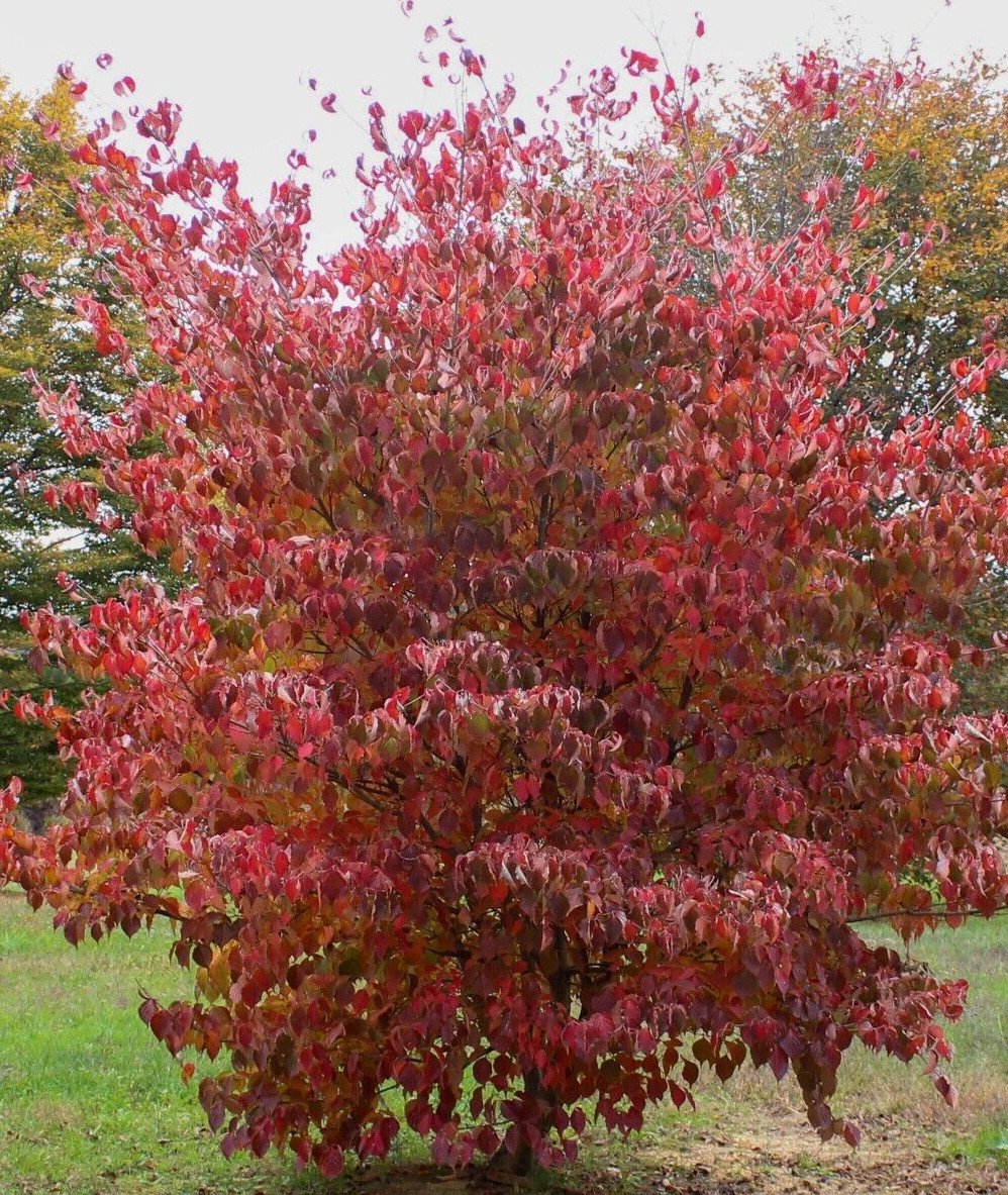 10 SEEDS KOUSA DOGWOOD TREE Zones 4-8 White Flowers With Pretty Red Edible Fruit