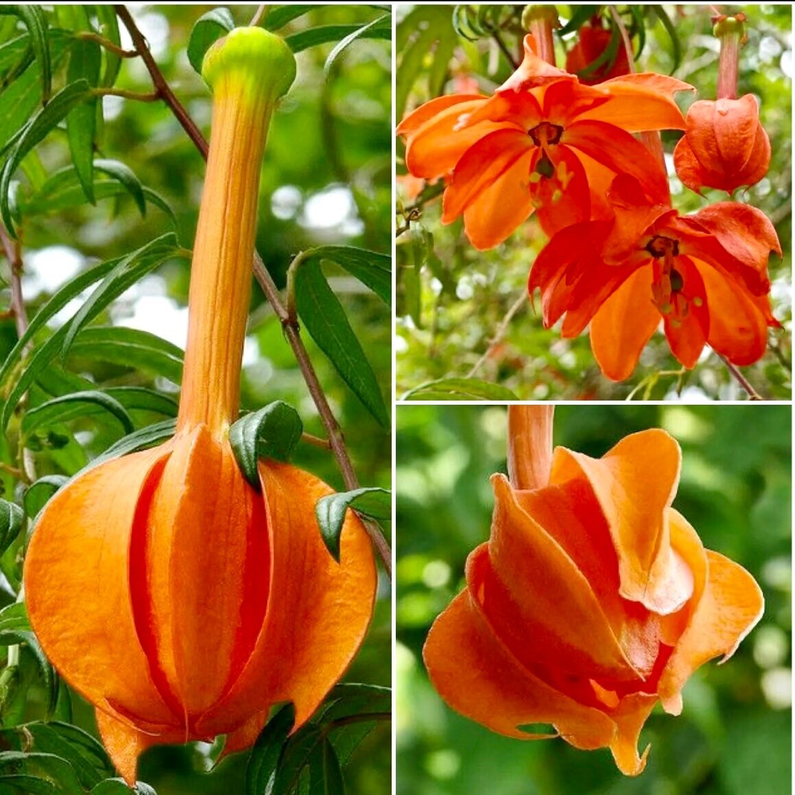 Variety of Passiflora Seeds ~ Passionflower ~ Maypop ~ Passion Fruit Flower